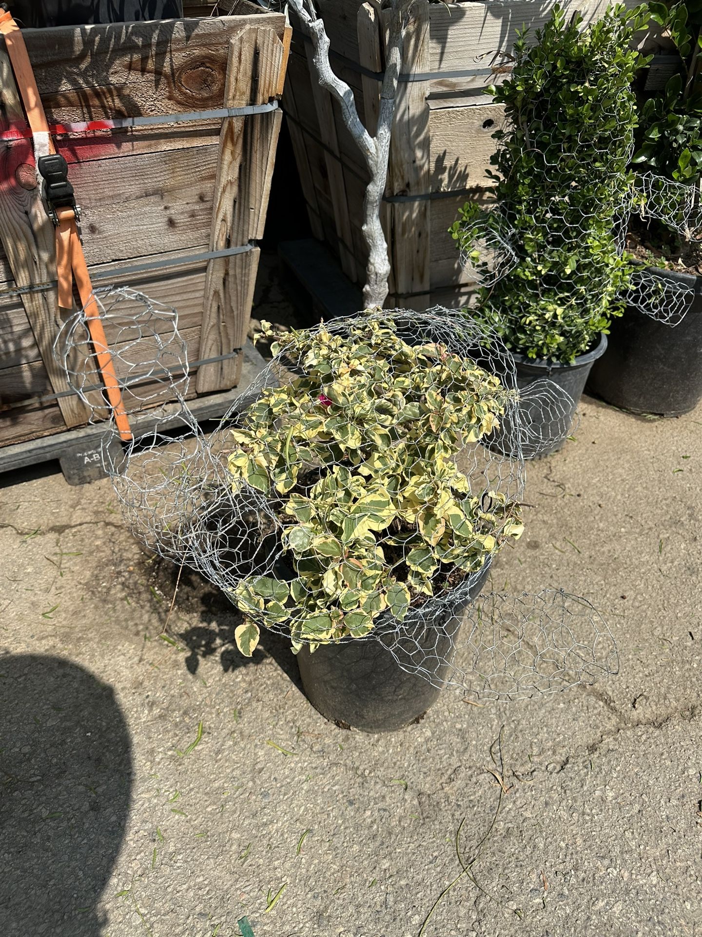 Turtle Topiary Bonsai With Bougainvillea Plant