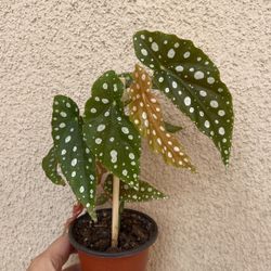 Beautiful Begonia Maculata Plant