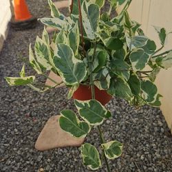 6" Pothos 'N'Joy' (B)