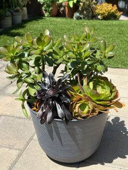 Assorted Succulent Plants
