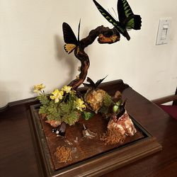 decoration with dried butterflies