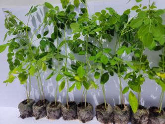 10 Moringa Tree Seedlings (6-12" Live Plant) With Free Seeds 