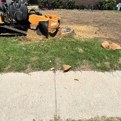 Stump Grinding // Removemos Troncones 