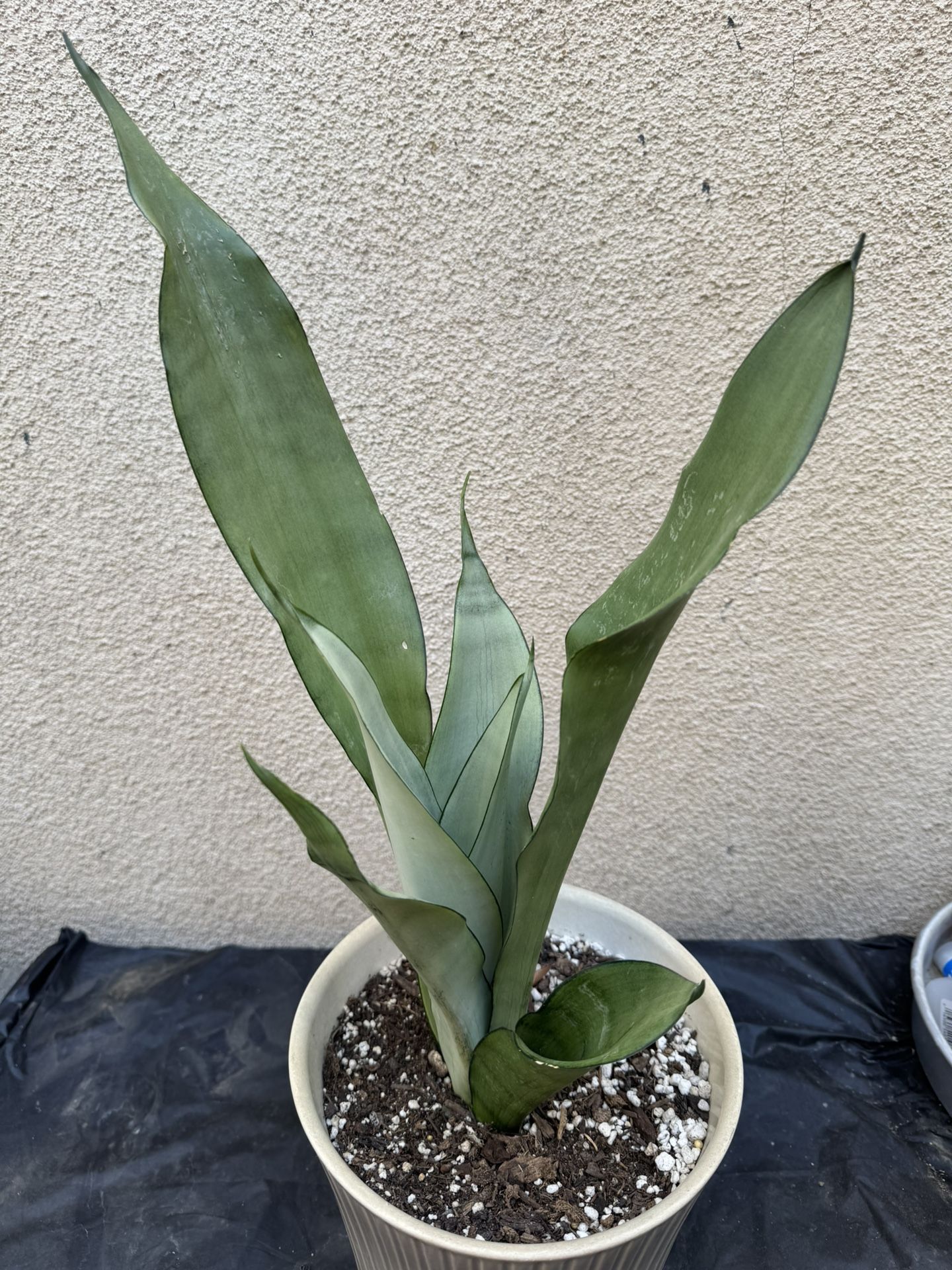 Beautiful Moonshine Snake Plant
