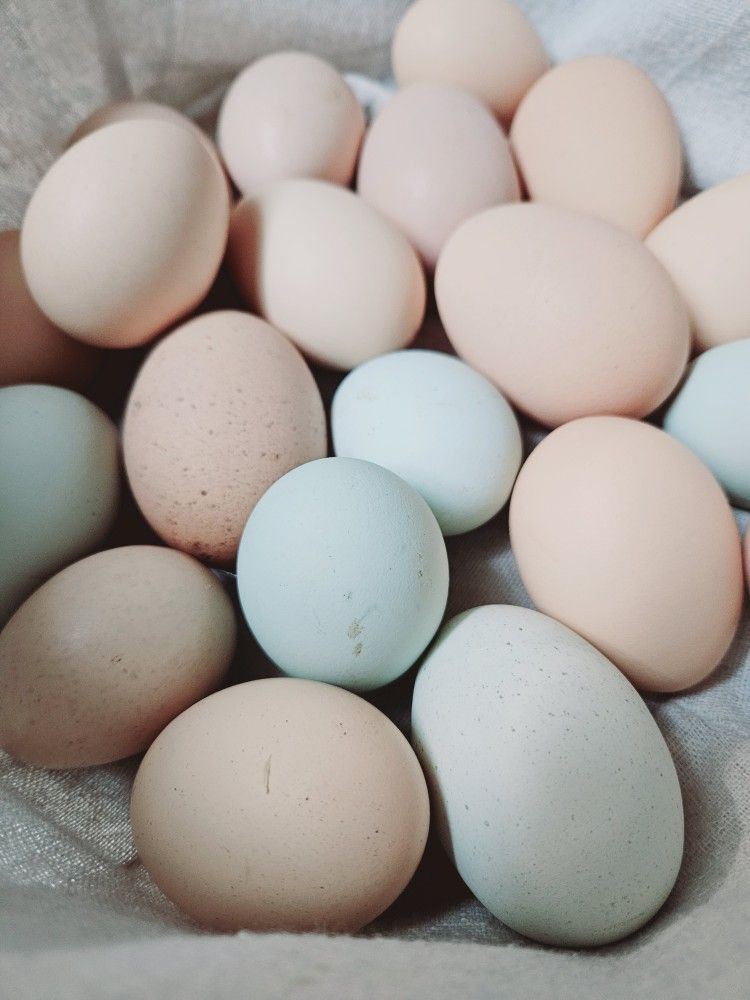 Delicious Chicken Eggs