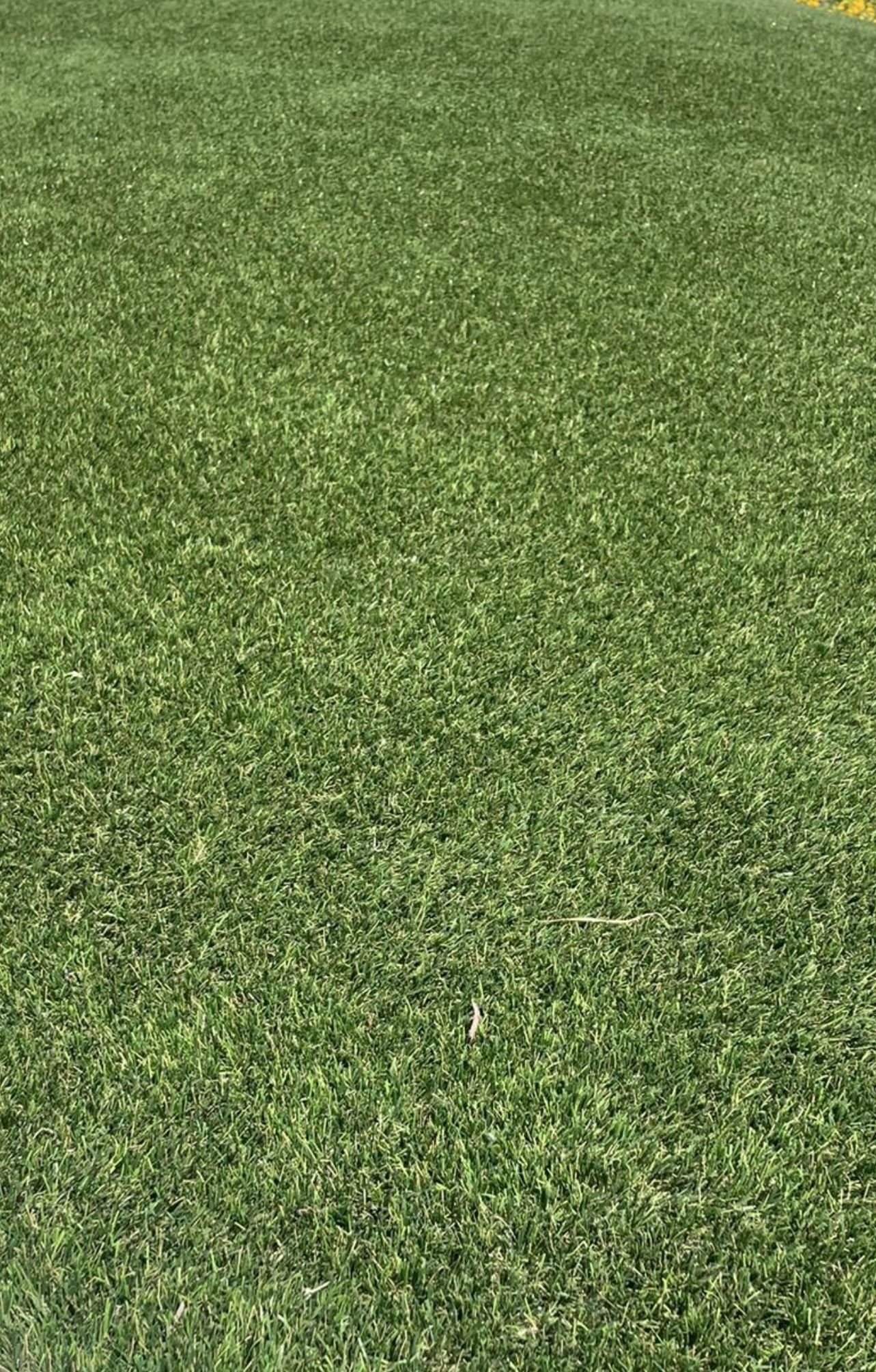 Turf 100sqft