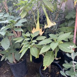 Plata De Florifundio Ala Venta Grande  En Amarillo 