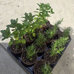 Romero Rosemary peppermint Menta