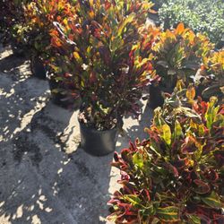 Crotos California 7gallones 3ft Tall 