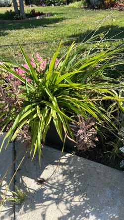 14” square pot Green Spder plant