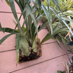 Staghorn Fern Plants 
