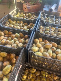 Tunas solo unrato $15 la caja