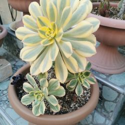 Pretty Aeonium sunburst colorful rose tree succulent only 1 hurry