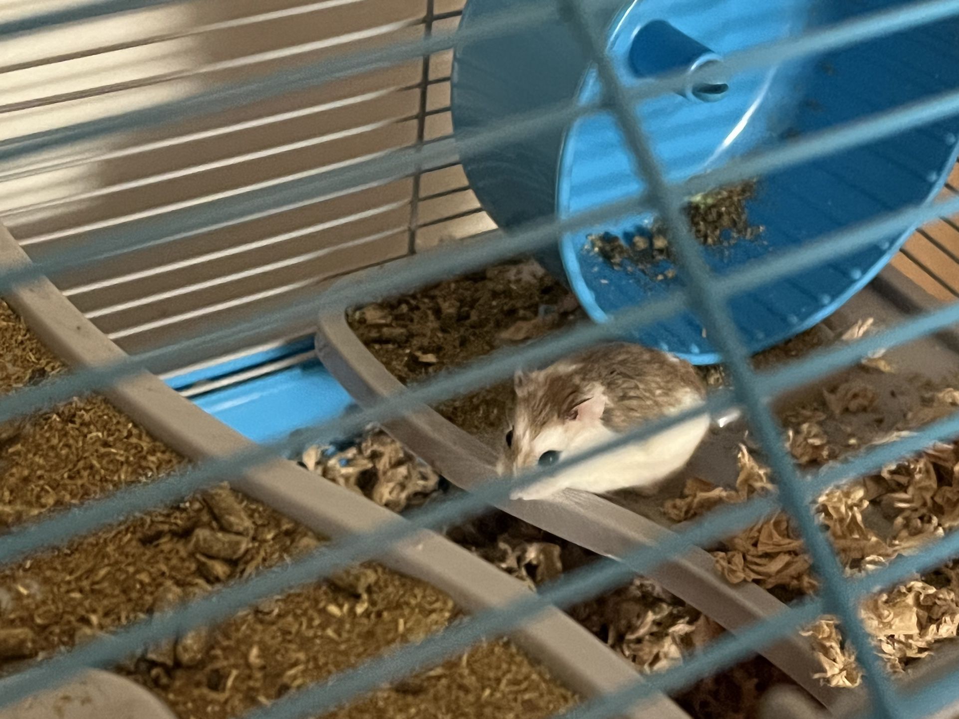 Hampster With Cage