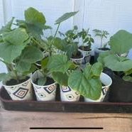 Organic Vegetable Plant Starters 