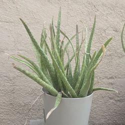 Aloe With Pot