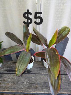 Cordyline Plants