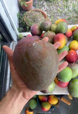 Mangoes