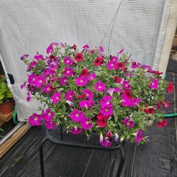 Petunia hybrid Live Plants 
