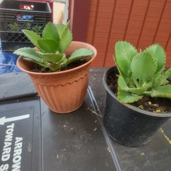 Mala Madre Plant $5. Each / Cada Una En Donna Tambien Tengo De $3. Chicas