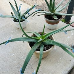 Alo Vera’s 15 Each 