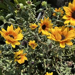 $9 Each Pot of Beautiful Sun Flowers 