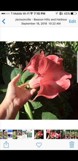 Angel trumpet "painted lady" rare