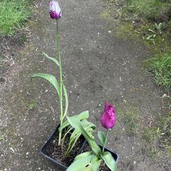 Tulips, Beautiful Spring Perennial Plants.