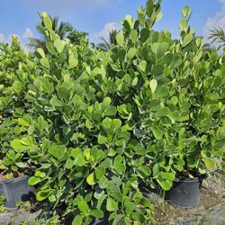 huge clusias Staring $25 and up all sizes available Instant Privacy Hedge For Fence Green Full 