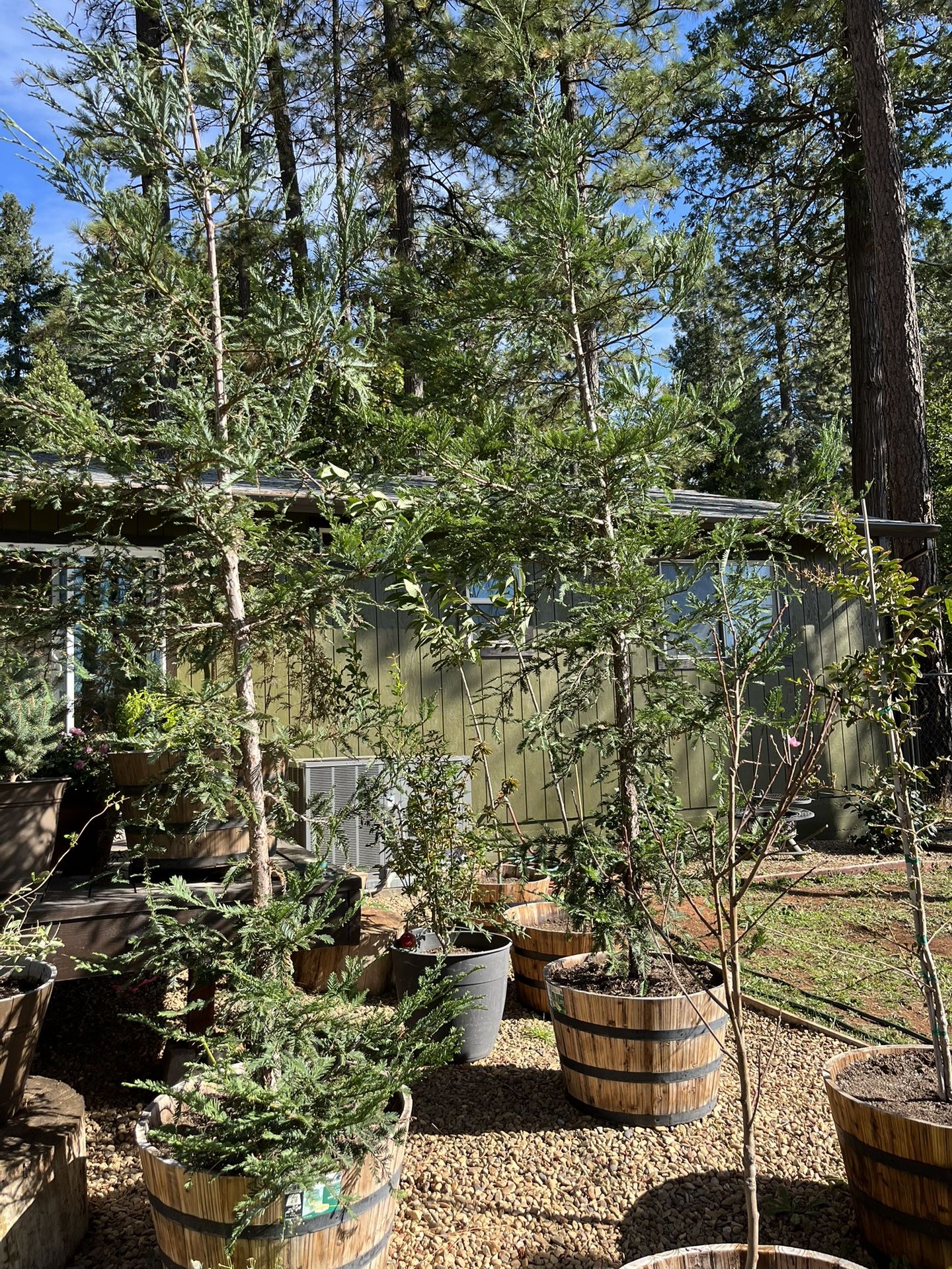 Blue Aptos Redwood Trees