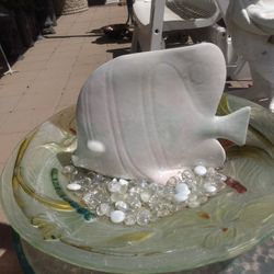 Tropical Fish Display