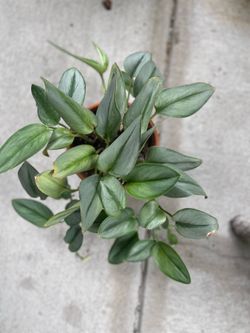 Scindapsus Trebuii Moonlight