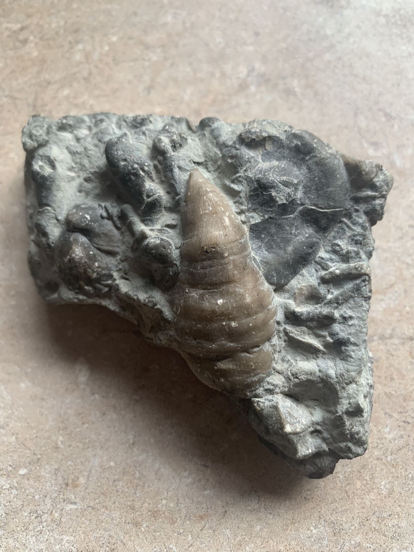Fossils