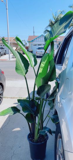 Very Healthy Bird of Paradise Plants