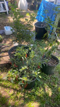 Peppers 🌶️