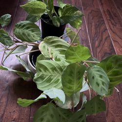 Prayer Plant And Photos 