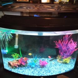 40 Gallon Fish Tank
