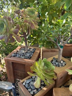 Homemade Box Plants with Succulents
