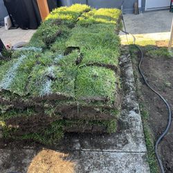 Grass Sod