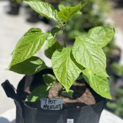 7 Pot Merlot Superhot Chili Plant