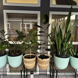 Plants For Sale $40 Each Comes With Base If Needed 