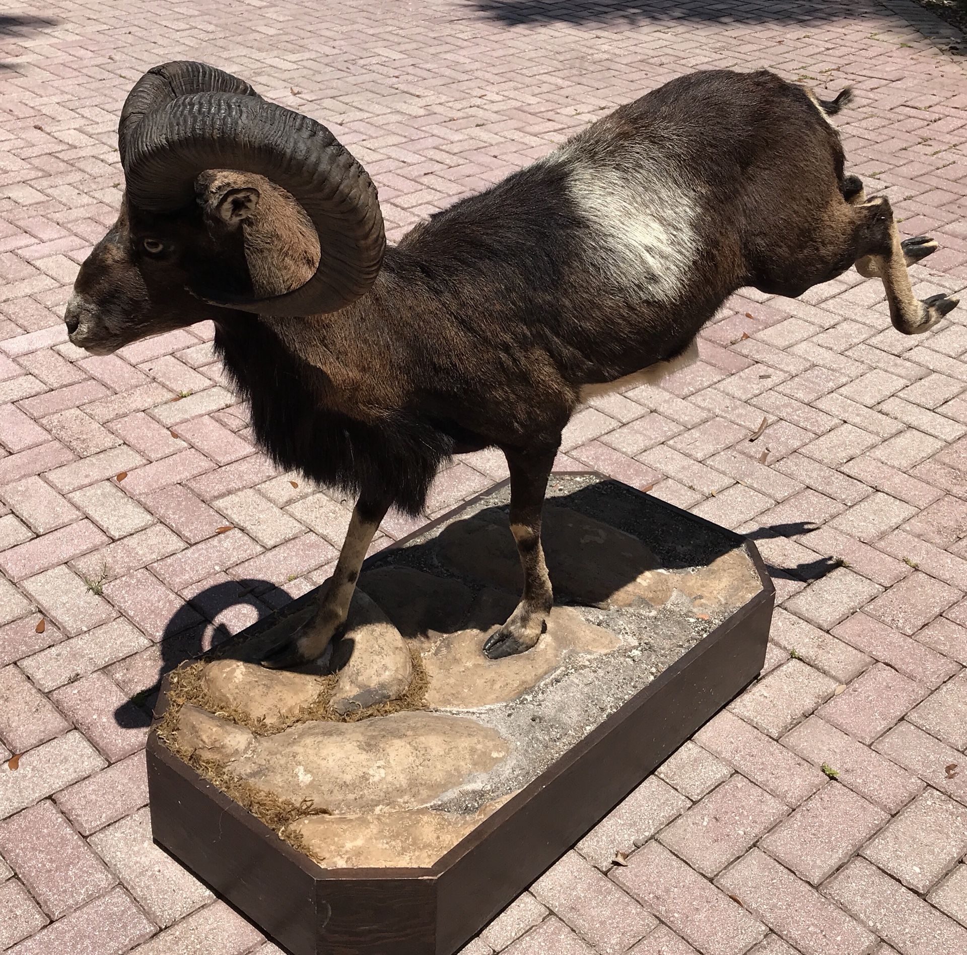 Mouflon Ram Sheep Goat Full body Taxidermy Aries Horns