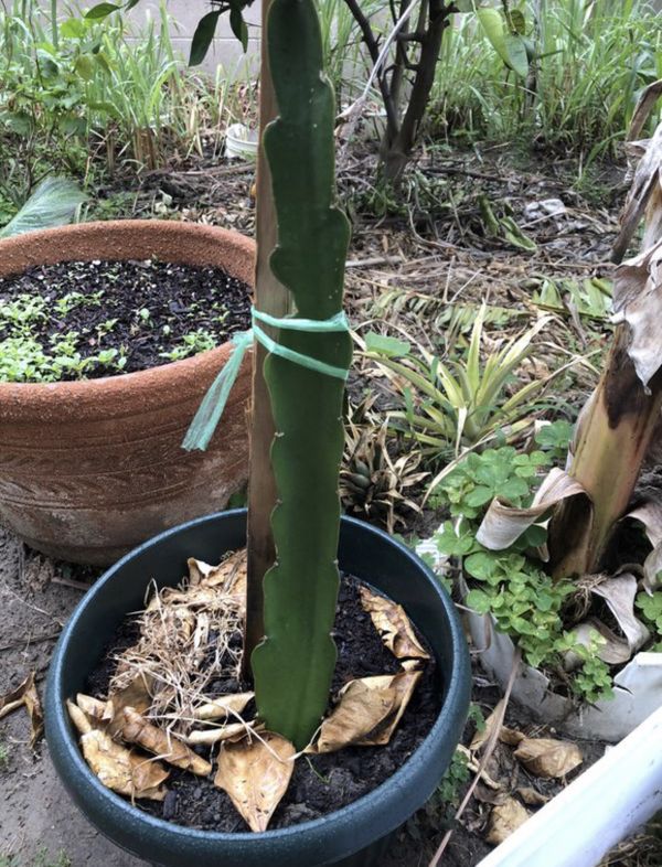 White dragon fruit plant for Sale in Anaheim, CA OfferUp