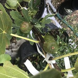 Fig Fruit Tree