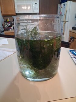 Java moss
