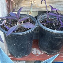 Plantas Corazón Morado 