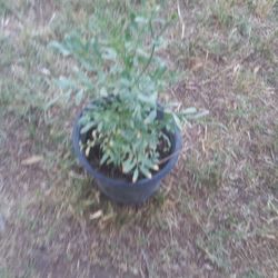 Ruda $5
