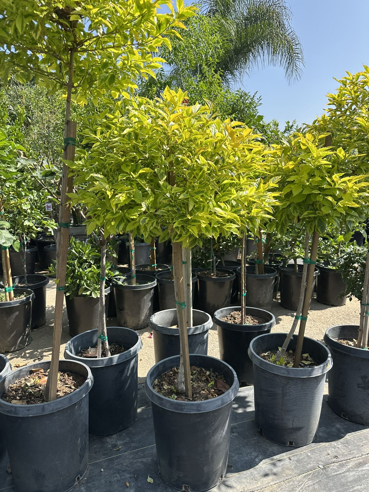 Duranta Varigated Topiary Bonsai