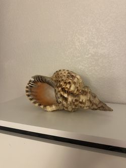 Shell home decor