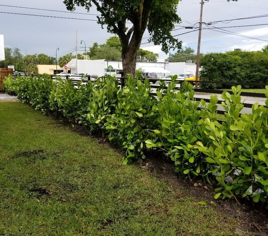 Clusuas 5 + Feet Tall Full Green Fertilized Ready For Planting Instant Privacy Hedge Same Day Transportation